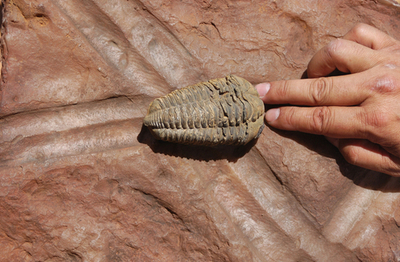 4億7500万年前の巨大虫、「這った跡」を発見 スペイン