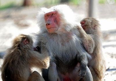 序列が最高位のオスのヒヒ、最下位と同程度のストレス 米研究