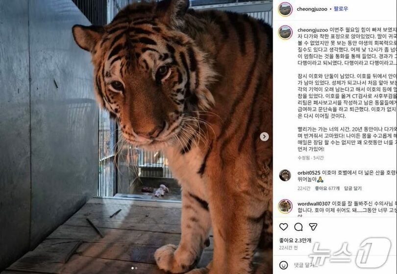 清州動物園のインスタグラムに掲載されたトラのイホ(c)news1