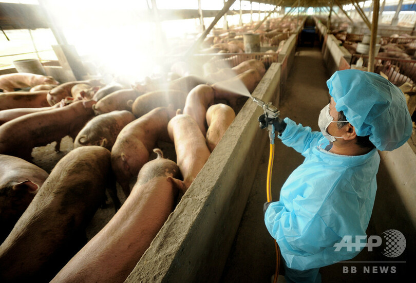 中国で新型豚インフルを確認 パンデミックの可能性も 写真1枚 国際ニュース Afpbb News