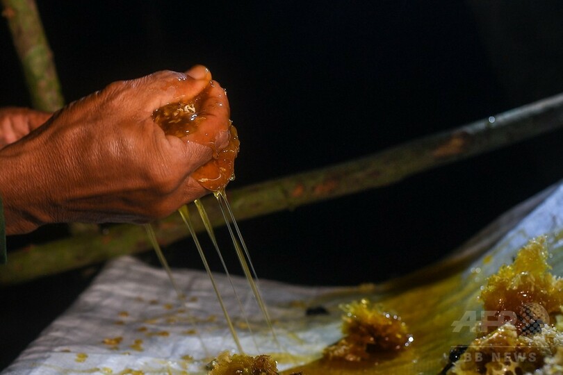 75メートルの樹上で採取、マレーシアの貴重な「トアランハニー」