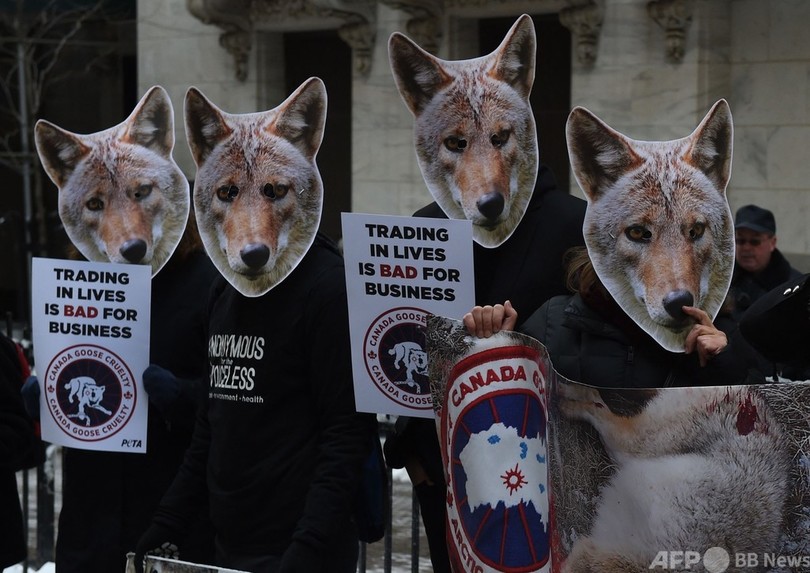 カナダグース 毛皮の使用停止へ 写真3枚 国際ニュース Afpbb News