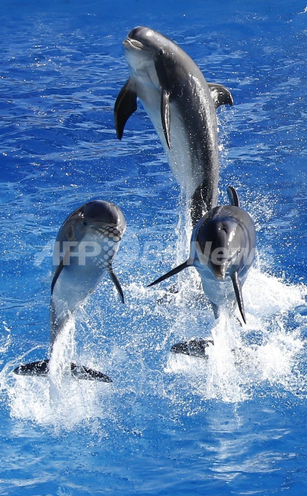 イルカは仲間の 名前 を年以上記憶 米研究 写真2枚 国際ニュース Afpbb News