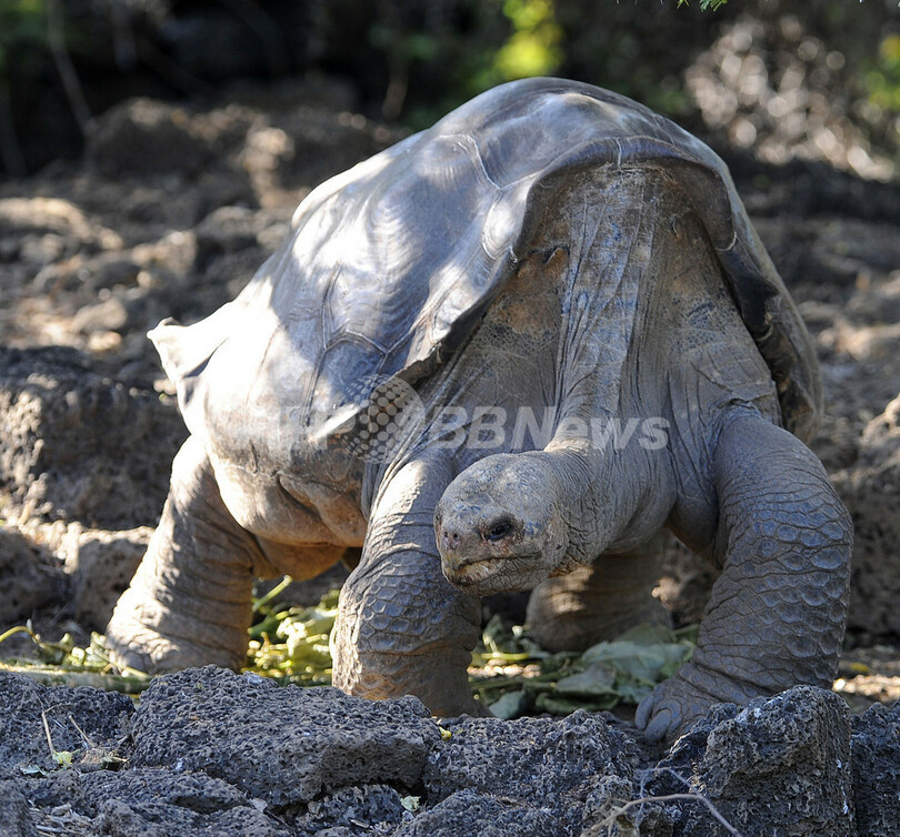 ガラパゴス諸島のゾウガメを絶滅から守れ！ エクアドル