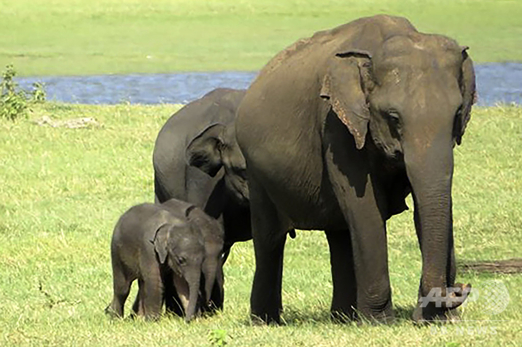 珍しいゾウの双子か 同じ雌から乳飲む2頭を確認 スリランカ 写真2枚 国際ニュース Afpbb News