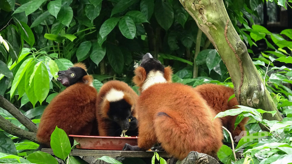 双子のアカエリマキキツネザルが誕生、シンガポール動物園 写真5枚