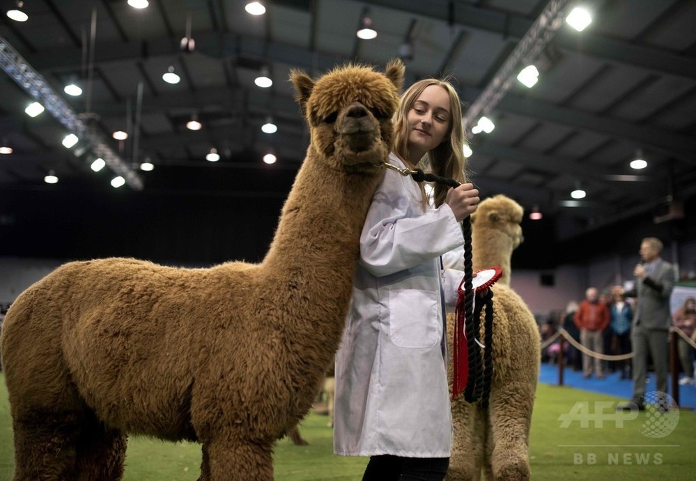 全英からもこもこのアルパカ大集合、見本市開幕 写真18枚 国際ニュース