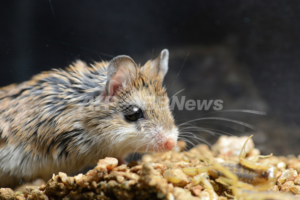 サソリ毒の 痛みを感じない ネズミ 仕組みを解明 米研究 写真1枚 国際ニュース Afpbb News