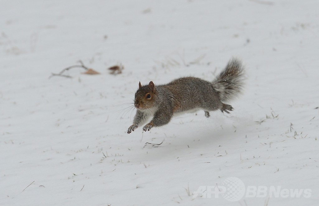 米北東部、暴風雪から一夜明け混乱続く