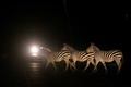 道路を横切るシマウマ。ケニア・キマナの保護区で（2021年3月14日撮影）。(c)Yasuyoshi CHIBA / AFP