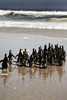 南アフリカの沿岸鳥類保護団体「Southern African Foundation for the Conservation of Coastal Birds」は26日、ケープタウン（Cape Town）郊外の海岸で、原油汚染の被害に遭ったペンギン38羽を海に返した。ペンギンたちはナミビアで同団体に保護され、治療を受けていた。今回野生に返されたのは第2団で、22日には第1団となる84羽が海に戻されていた。写真は、海に戻っていくペンギンたち（2009年5月26日撮影）。(c)AFP/GIANLUIGI GUERCIA