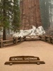 米カリフォルニア州のセコイア国立公園で、耐火シートで保護された「シャーマン将軍の木」。同国国立公園局提供（2021年9月16日公開）。(c)AFP PHOTO / NATIONAL PARK SERVICE/ HO