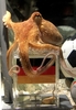 ドイツ・オーバーハウゼン（Oberhausen）の「シーライフ（Sea Life）」の水槽の中で、ドイツ国旗のついた箱を選んだタコのパウル（2010年6月22日撮影）。(c)AFP/ROLAND WEIHRAUCH