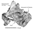 4800万年前のウマの胎児と胎盤の化石。(c)Senckenberg / http://creativecommons.org/licenses/by/4.0/