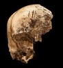 米バージニア（Virginia）州ジェームズタウン（Jamestown）の植民地跡から出土した頭蓋骨の一部。上部には細い4本の切り傷がある（2013年5月1日提供）。(c)AFP/Smithsonian/Donald Hurlbert