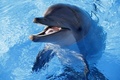 フランス南東部アンティーブ（Antibes）の水族館で飼育されるイルカ（2012年12月19日撮影、資料写真）。(c)AFP/VALERY HACHE