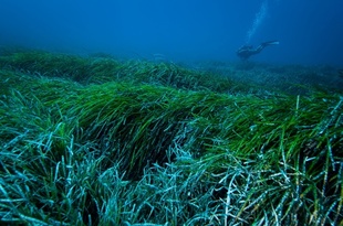 水中の「生物音」収録 大規模データベースを構築 国際研究