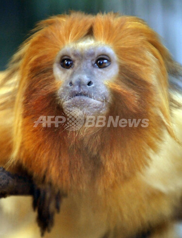 黄金色の毛に包まれたゴールデンライオンタマリン、静岡 写真3枚 国際