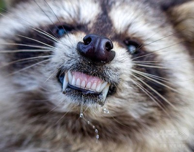 アライグマの ゾンビ に住民騒然 米オハイオ州 写真7枚 国際ニュース Afpbb News アライグマの ゾンビ に住民騒然 米オハイオ州 写真7枚 国際ニュース Afpbb News