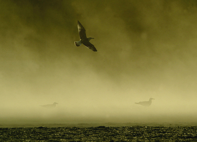 暴風雨の黒海でタンカー損傷、重油1300トン流出