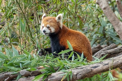 中国の若者に動物園見学が人気