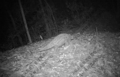 野生のミミセンザンコウが浙江省で見つかる、ここ20年間で貴重な発見