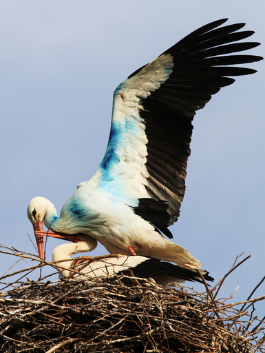「青いコウノトリ」2羽目を発見、幸せも2倍に？