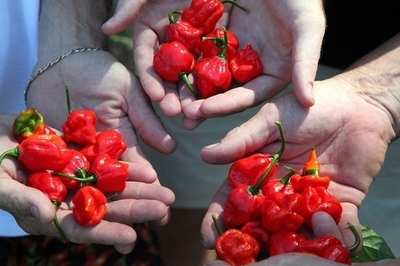 トウガラシ、辛いか辛くないかの決め手は水分