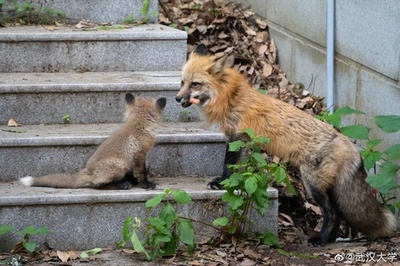 武漢大学は祝福の嵐！ インフルエンサーのキツネに赤ちゃん誕生