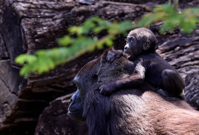 目にするものすべてが驚き？ 生後3か月のゴリラの赤ちゃん