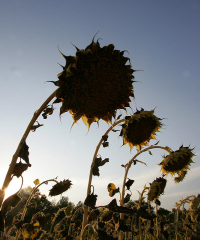 1998-2007年は史上最も温暖な10年、世界気象機関が報告