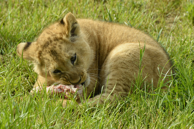 パリ郊外で餓死しかけた子ライオン発見、自撮りに利用した男が遺棄