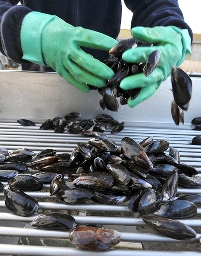 水生生物も温室効果ガスを排出、独研究者