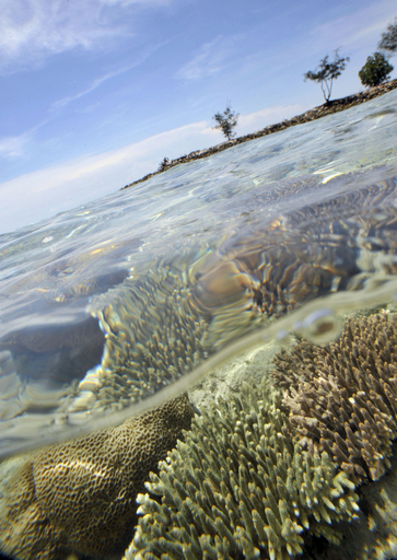 海洋公園でサンゴの養殖、タイマイの繁殖地を守れ インドネシア