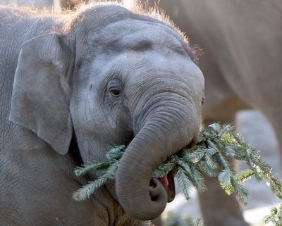 「クリスマスツリーも食べます」、独動物園のゾウ