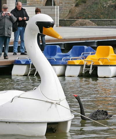 スワンボートに恋したコクチョウ、越冬も一緒で深まる絆