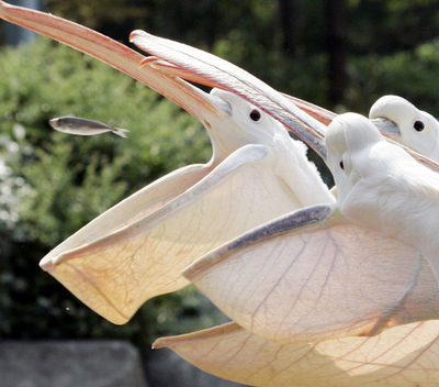 大きな口で余裕のキャッチ、ペリカンの優雅なランチ