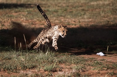 ふさふさ三つ子の赤ちゃんチーター 多摩動物公園で人気 写真16枚 国際ニュース Afpbb News