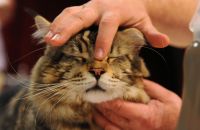 国際ネコ展示会、スロバキアで開催