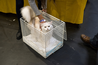 「キャットファイト」猫の別宅通いめぐる近隣紛争、ようやく和解