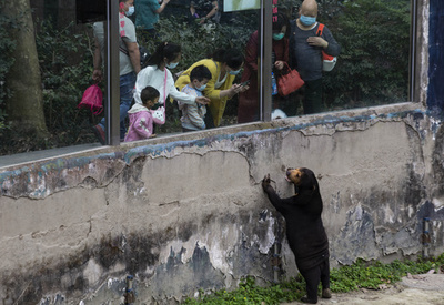 動物園のサーカスショーで「クマ虐待」騒動 「どこまでが虐待か？」とネットで論争