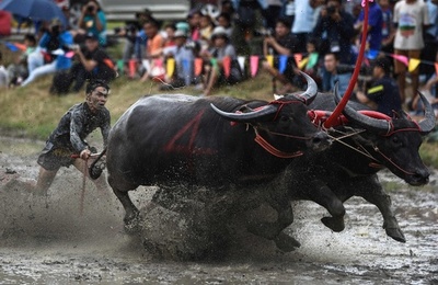 泥まみれで疾走！ 田んぼでの水牛レース開催 タイ・チョンブリ