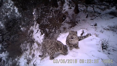 40頭のユキヒョウを確認、世界最大の個体群 中国・青海省
