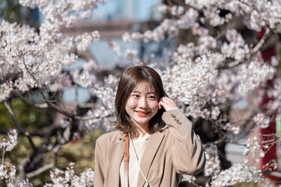 Cherry blossoms in bloom in Tokyo