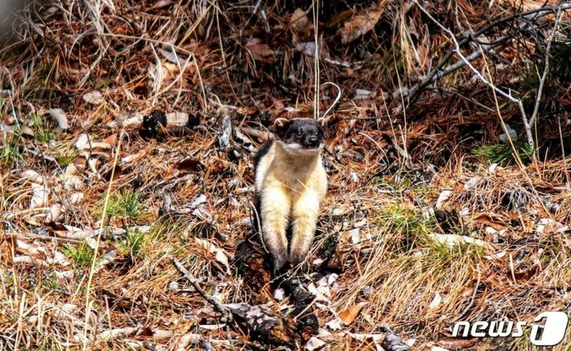 絶滅危惧野生生物2級のテン(c)news1