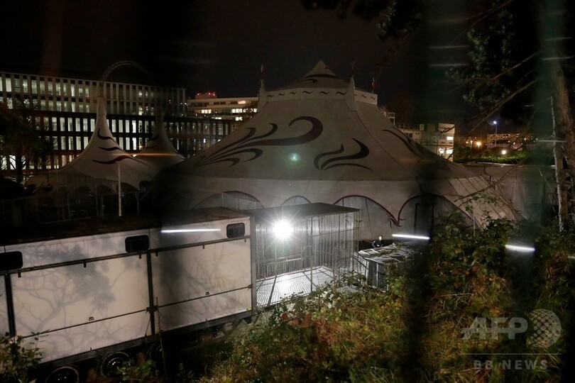 パリ中心部にトラ出没、サーカスから逃げ出す 飼い主が射殺