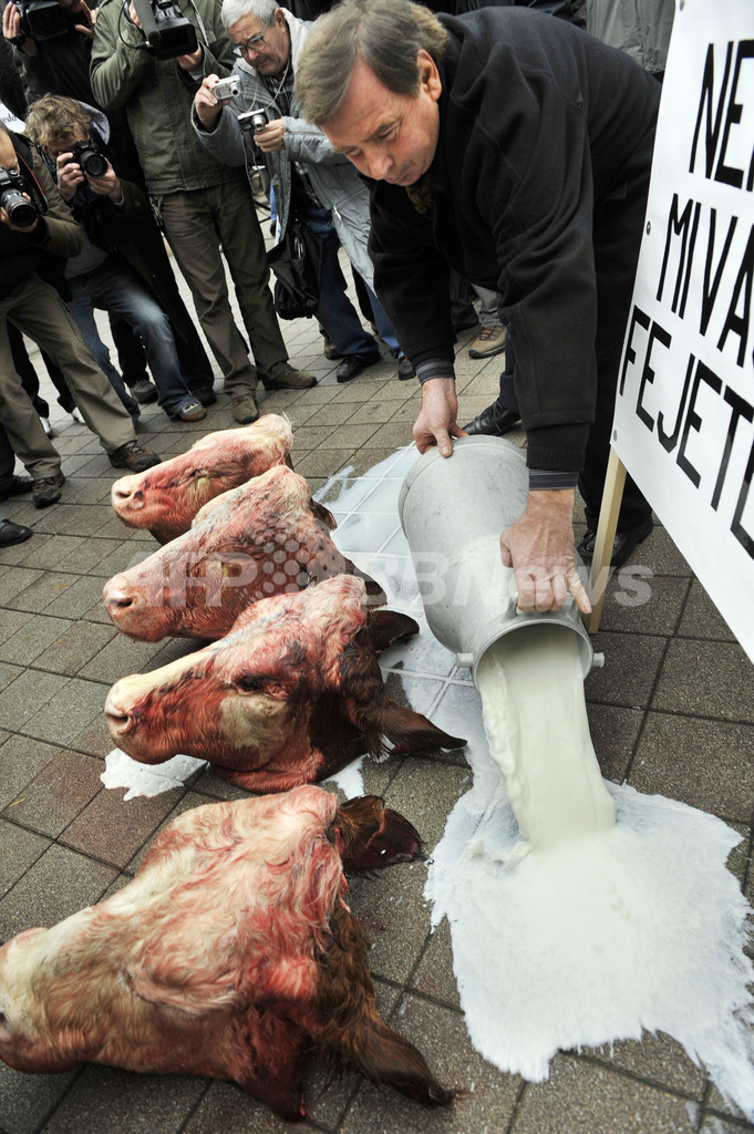 牛の頭並べて乳製品の価格下落に抗議、ハンガリー