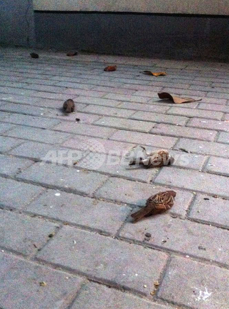 スズメ大量死の画像がネットで拡散 鳥インフル問題の情報公開を後押し 中国 写真1枚 国際ニュース Afpbb News