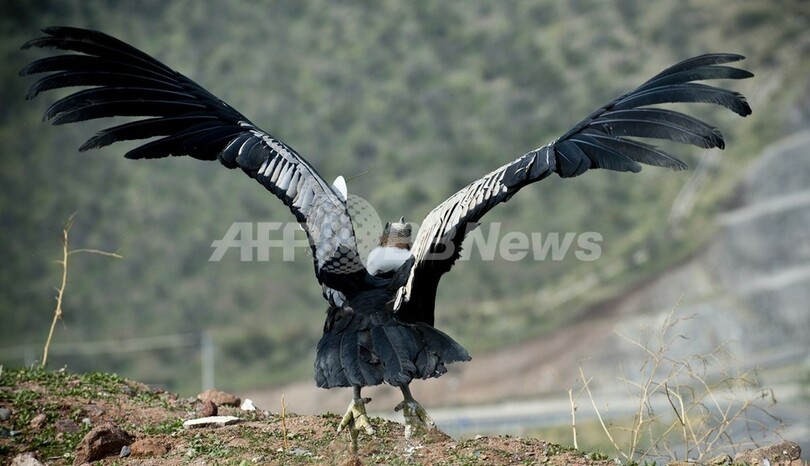 コンドルよ飛んで行け、保護した18羽を放鳥 チリ