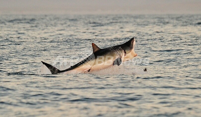 サメに襲われたダイバーら、NYでサメ保護呼びかけ ふかひれ狙われて激減